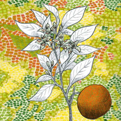 Fleur D'oranger, Grasse